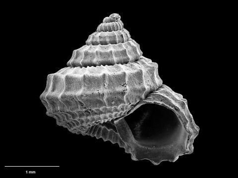 To Museum of New Zealand Te Papa (M.230814; Calliotropis delli Marshall, 1979; holotype)