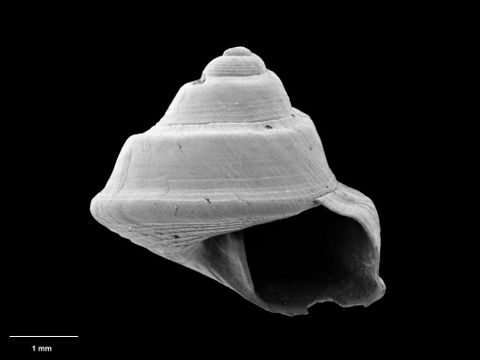 To Museum of New Zealand Te Papa (M.134500; Thoristella polychroma B. Marshall, 1998; holotype)