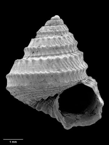 To Museum of New Zealand Te Papa (M.137596; Zetela annectens B. Marshall, 1999; holotype)