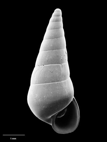 To Museum of New Zealand Te Papa (M.131738; Melanella luminosa B. Marshall, 1997; holotype)