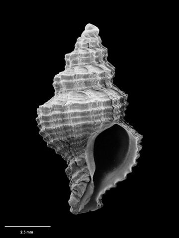 To Museum of New Zealand Te Papa (M.070356; Muricopsis profunda B. Marshall & K. Burch, 2000; holotype)