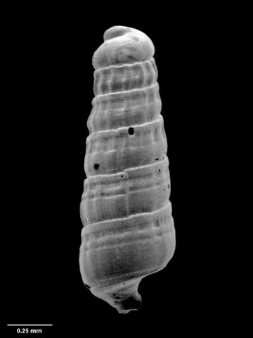 To Museum of New Zealand Te Papa (M.033462; Aliptina acheronae B. Marshall, 1978; holotype)