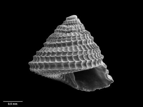 To Museum of New Zealand Te Papa (M.226933; Calliobasis miranda B. Marshall, 1983; holotype)