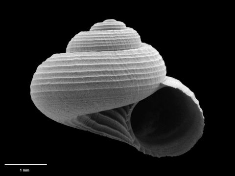 To Museum of New Zealand Te Papa (M.131564; Solariella flavida B. Marshall, 1999; holotype)