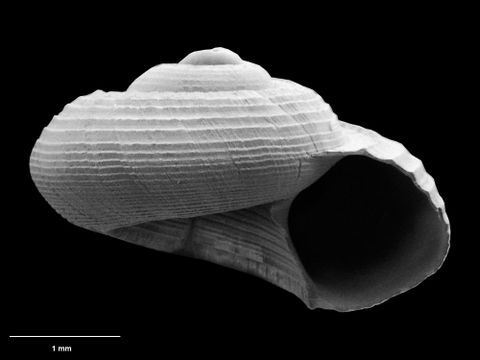 To Museum of New Zealand Te Papa (M.131480; Solariella exigua B. Marshall, 1999; holotype)