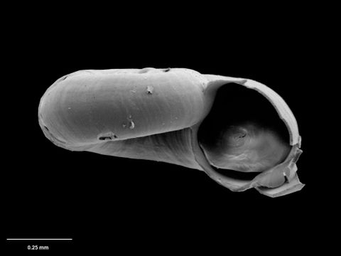 To Museum of New Zealand Te Papa (M.075122; Xylodiscula librata B. Marshall, 1988; holotype)