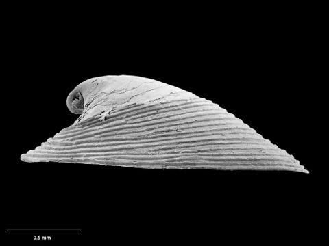 To Museum of New Zealand Te Papa (M.075007; Pseudococculina gradata B. Marshall, 1986; holotype)