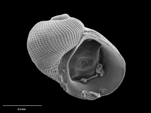 To Museum of New Zealand Te Papa (M.075126; Bathyxylophila excelsa B. Marshall, 1988; holotype)