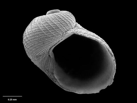To Museum of New Zealand Te Papa (M.260630; Larochea scitula B. Marshall, 1993; holotype)
