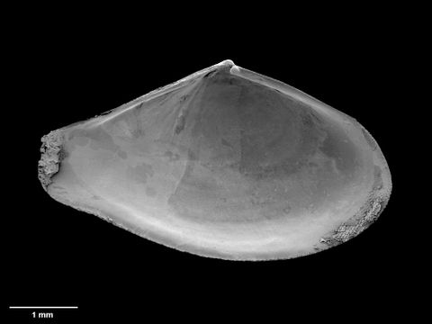To Museum of New Zealand Te Papa (M.152684; Plectodon regale B. Marshall, 2002; holotype)
