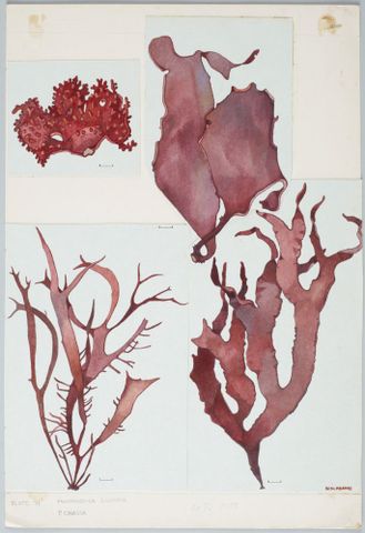 Red Seaweed - Halymeniaceae - Pachimenia lusoria and P. crassa. Adams, Nancy. Purchased 2007. © Te Papa.