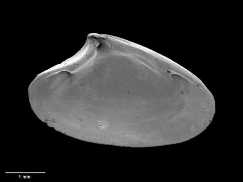 To Museum of New Zealand Te Papa (M.152686; Myadoropsis wairua B. Marshall, 2002; holotype)