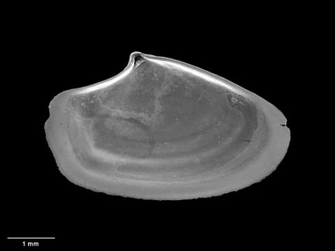 To Museum of New Zealand Te Papa (M.152724; Hunkydora rakiura B. Marshall, 2002; holotype)