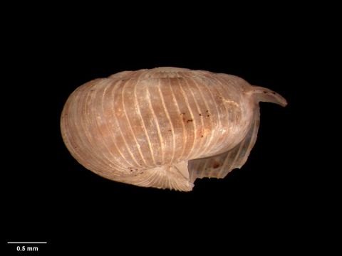 To Museum of New Zealand Te Papa (M.125204; Allodiscus wairoaensis Suter, 1894; syntype)