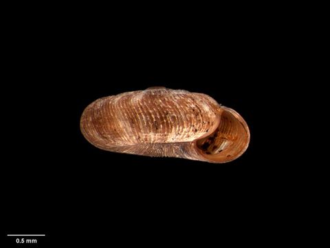 To Museum of New Zealand Te Papa (M.004091; Charopa (Pseudegestula) transenna brookesi Dell, 1954; holotype)
