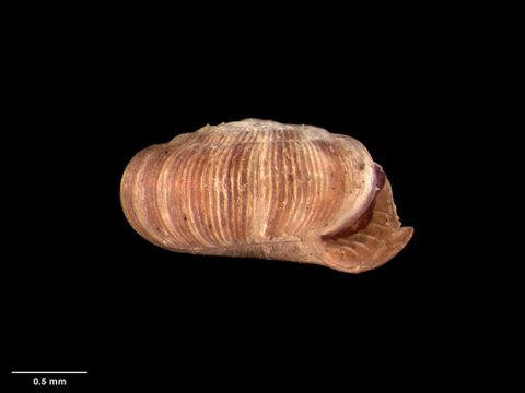 To Museum of New Zealand Te Papa (M.125087; Endodonta (Ptychodon) chiltoni Suter, 1909; holotype)