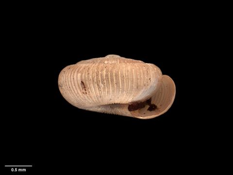To Museum of New Zealand Te Papa (M.125148; Endodonta monoplax Suter, 1913; lectotype)