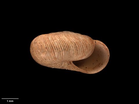To Museum of New Zealand Te Papa (M.125171; Allodiscus rusticus Suter, 1894; lectotype)