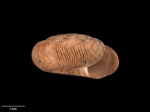 To Museum of New Zealand Te Papa (M.125166; Endodonta (Charopa) roseveari Suter, 1896; holotype)