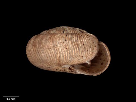 To Museum of New Zealand Te Papa (M.125196; Endodonta (Ptychodon) ureweraensis Suter, 1899; lectotype)