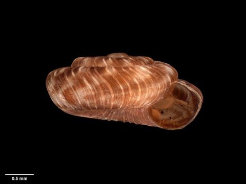 To Museum of New Zealand Te Papa (M.047445; Fectola trilamellata Climo, 1978; holotype)