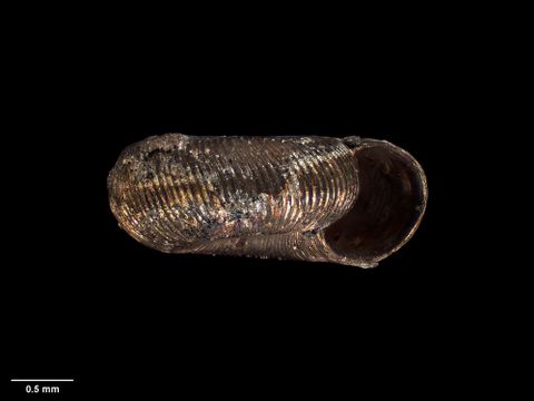 To Museum of New Zealand Te Papa (M.078911; Chaureopa hazelwoodi Climo, 1985; holotype)