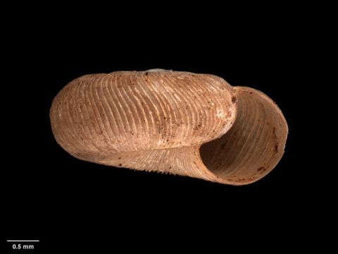 To Museum of New Zealand Te Papa (M.102349; Endodonta titirangiensis Suter, 1896; holotype)