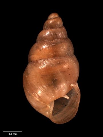 To Museum of New Zealand Te Papa (M.202505; Lamellidea solomonensis Dell, 1955; holotype)