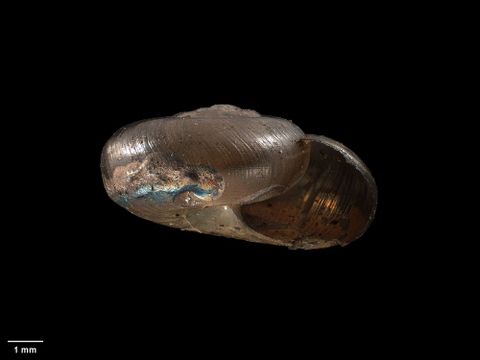 To Museum of New Zealand Te Papa (M.070232; Montaropa macsweeneyi Climo, 1984; holotype)