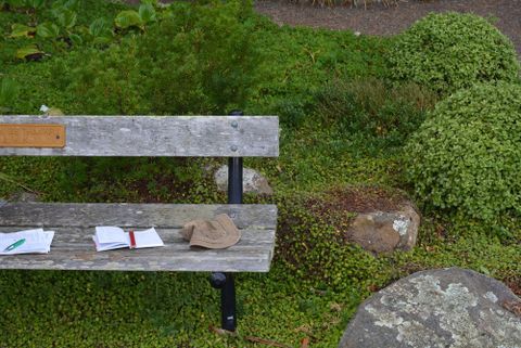 Bench in Otari Botanic Garden surrounded by Veronica chathamica, which is one of the collections we made. SP103984. Photo by Phil Garnock-Jones. http://collections.tepapa.govt.nz/Object/1478571.