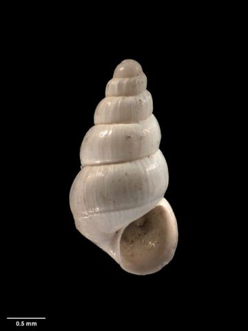 To Museum of New Zealand Te Papa (M.001681; Aclis semireticulata Murdoch & Suter, 1906; holotype)