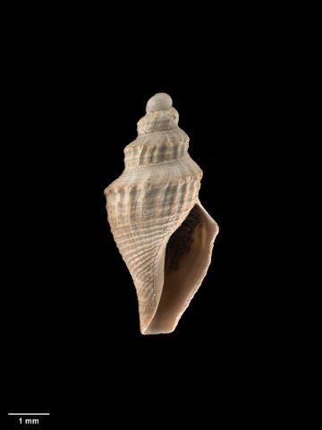 To Museum of New Zealand Te Papa (M.009693; Antiguraleus fusiformis Dell, 1956; holotype)