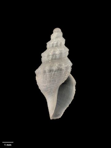 To Museum of New Zealand Te Papa (M.009728; Antiguraleus multistriatus Dell, 1956; holotype)