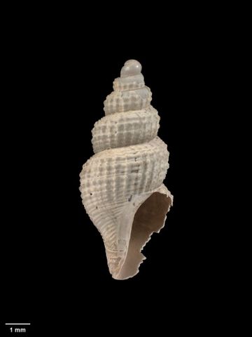 To Museum of New Zealand Te Papa (M.009263; Antiguraleus pulcherrimus Dell, 1956; holotype)