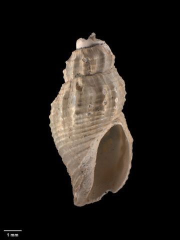To Museum of New Zealand Te Papa (M.009215; Antizafra aoteana Dell, 1956; holotype)