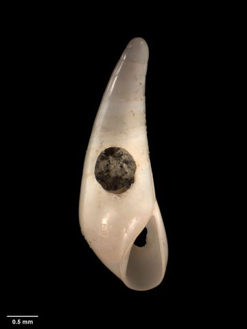 To Museum of New Zealand Te Papa (M.009685; Balcis otakauica Dell, 1956; holotype)