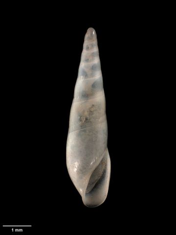 To Museum of New Zealand Te Papa (M.009683; Balcis puhana Dell, 1956; holotype)