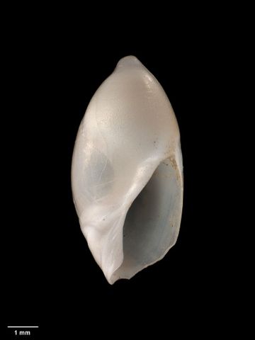 To Museum of New Zealand Te Papa (M.009785; Baryspira novaezelandiae benthicola Dell, 1956; holotype)