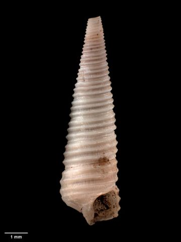 To Museum of New Zealand Te Papa (M.000141; Cerithium (Bittium) terebelloides Hutton, 1873; neotype and Cerithium cinctum Hutton, 1873; lectotype)