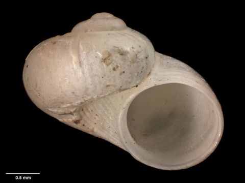 To Museum of New Zealand Te Papa (M.009756; Cirsonella propelaxa Dell, 1956; holotype)