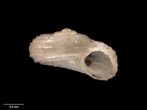 To Museum of New Zealand Te Papa (M.001054; Cyclostrema subtatei Suter, 1907; holotype)