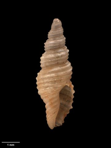 To Museum of New Zealand Te Papa (M.001719; Daphnella conquisita Suter, 1907; holotype.)