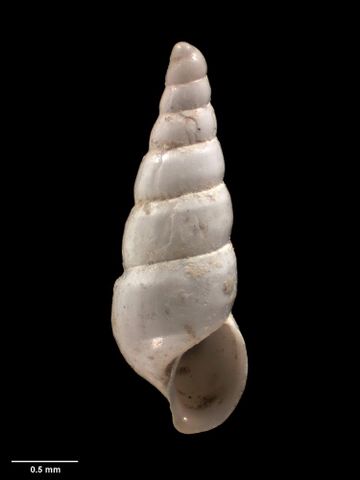To Museum of New Zealand Te Papa (M.001757; Diala subcarinata Murdoch & Suter, 1906; holotype)