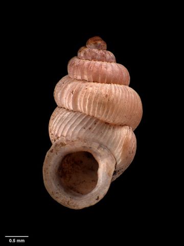To Museum of New Zealand Te Papa (M.202514; Diplommatina aerari Dell, 1955; holotype)