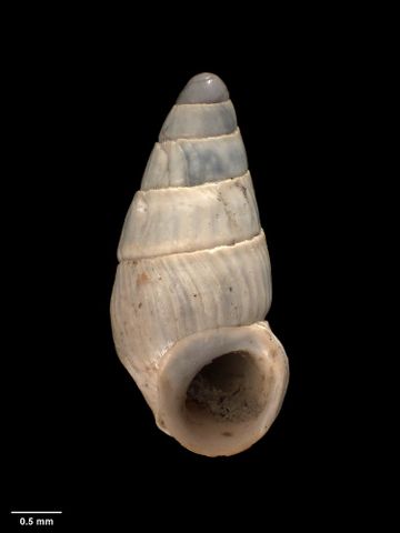 To Museum of New Zealand Te Papa (M.009083; Estea rufoapicata latior Dell, 1956; holotype)