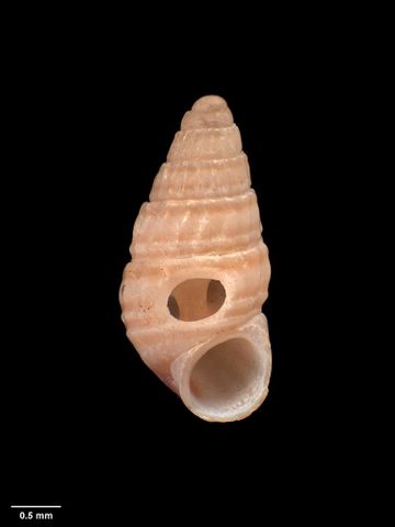 To Museum of New Zealand Te Papa (M.021749; Estea rugosa recens Ponder, 1968; holotype)