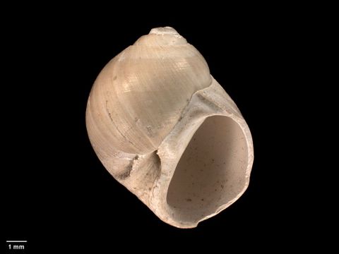 To Museum of New Zealand Te Papa (M.009771; Falsilunatia subperforata Dell, 1956; holotype)