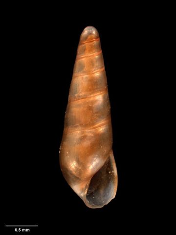To Museum of New Zealand Te Papa (M.071274; Fusceulima goodingi Warén, 1981; holotype)