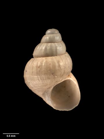 To Museum of New Zealand Te Papa (M.009278; Haurakia otagoensis Dell, 1956; holotype)