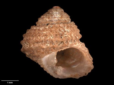 To Museum of New Zealand Te Papa (M.008833; Herpetopoma larochei alacerrima Dell, 1956; holotype)